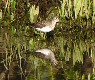 Solitary sandpiper