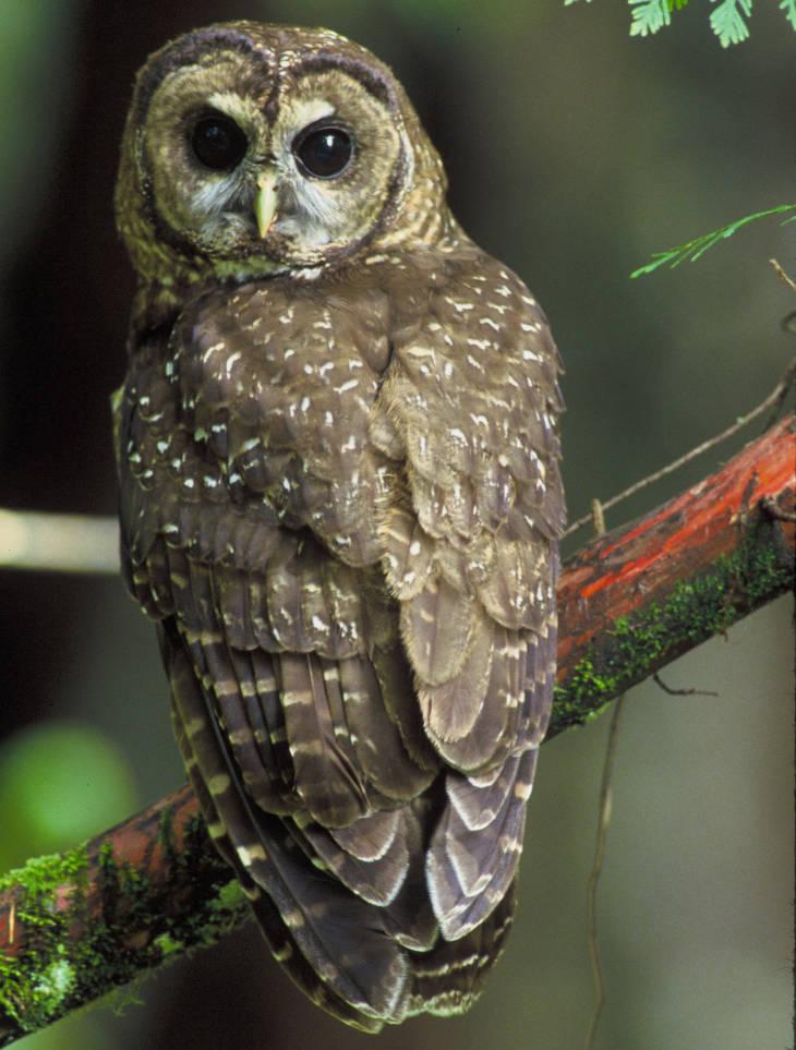 spotted owl