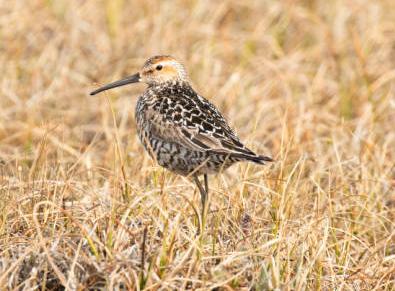 stilt sandpiper