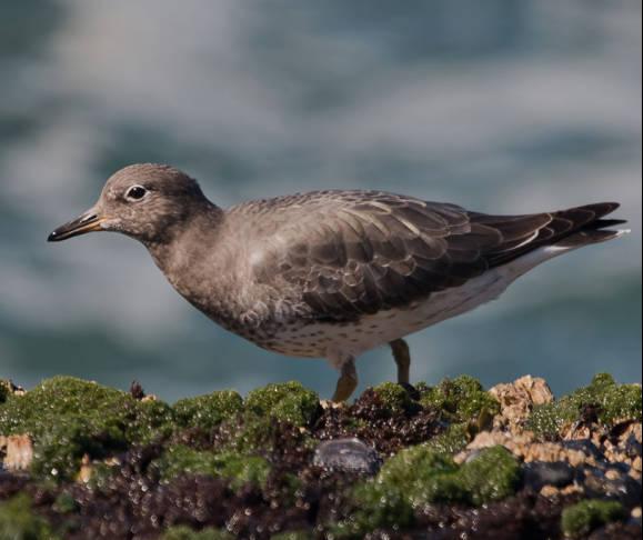 surfbird