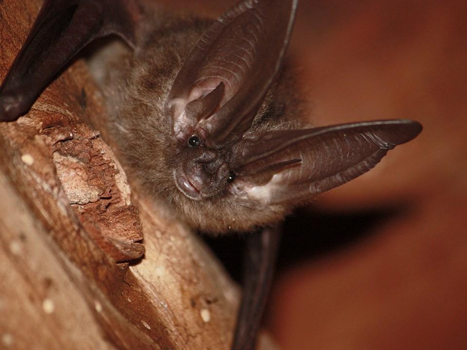 Townsend's Big-eared Bat