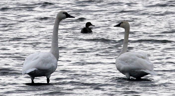 Tundra Swans