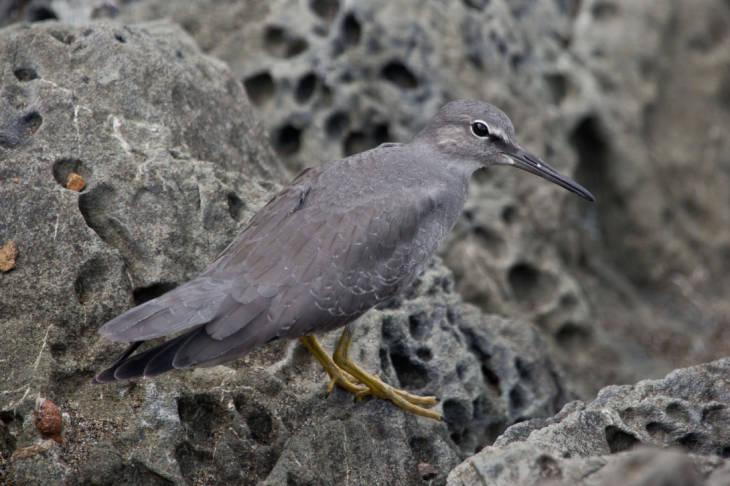 Wandering Tattler