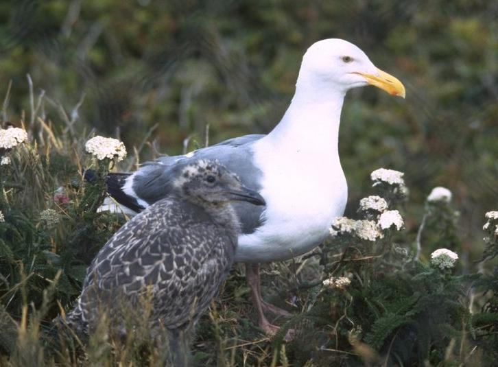 western gull and chick