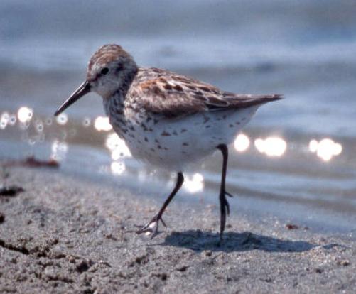 Western sandpiper