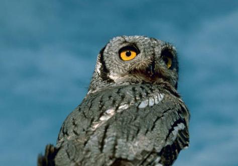 western screech-owl