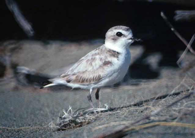 Snowy Plover