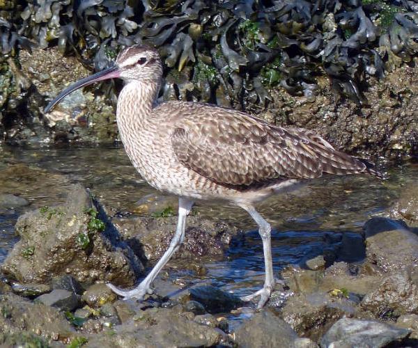 Whimbrel