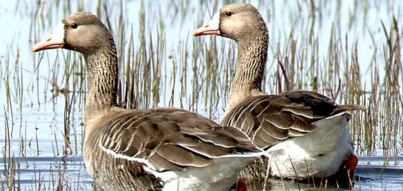 White-fronted Geese