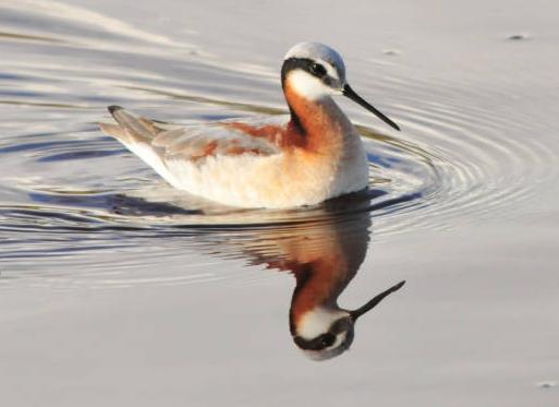 wilson's phalarope