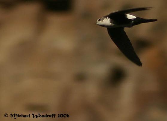 white-throated swift credit Michael Woodruff