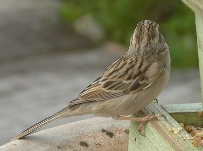 Clay-colored Sparrow 