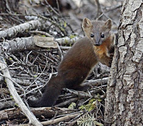 Pacific Marten