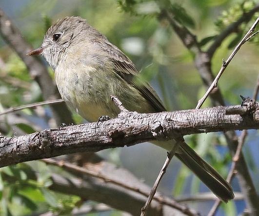 dusky flycatcher