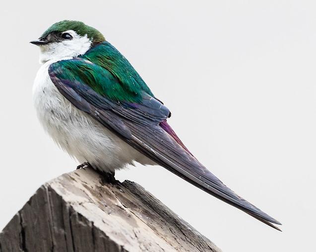 violet-green swallow