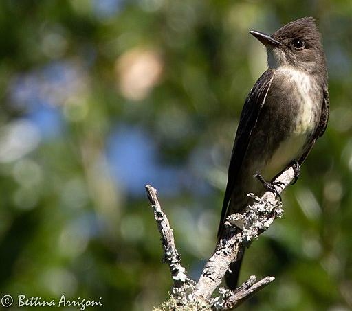 Olive-sided Flycatcher