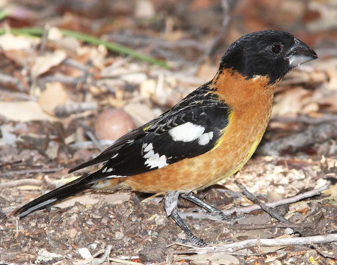 Black-headed Grosbeak