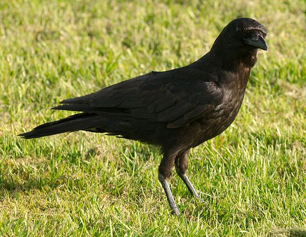 American Crow