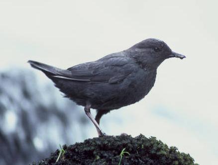 American dipper