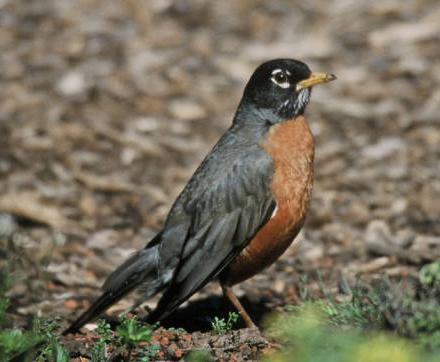 American robin