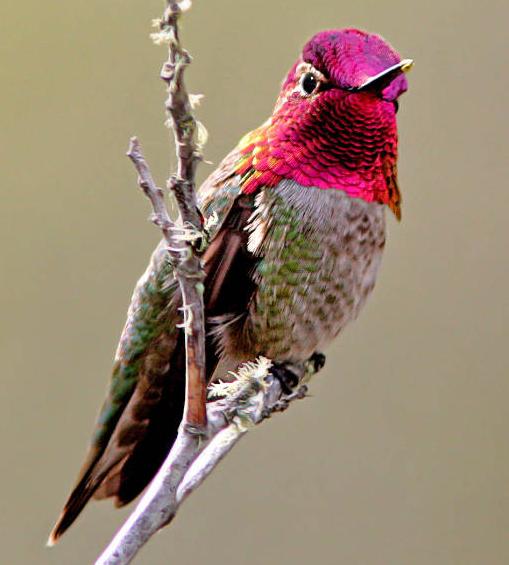 Anna's Hummingbird