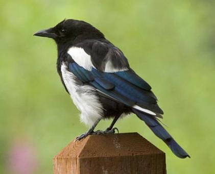 black-billed magpie