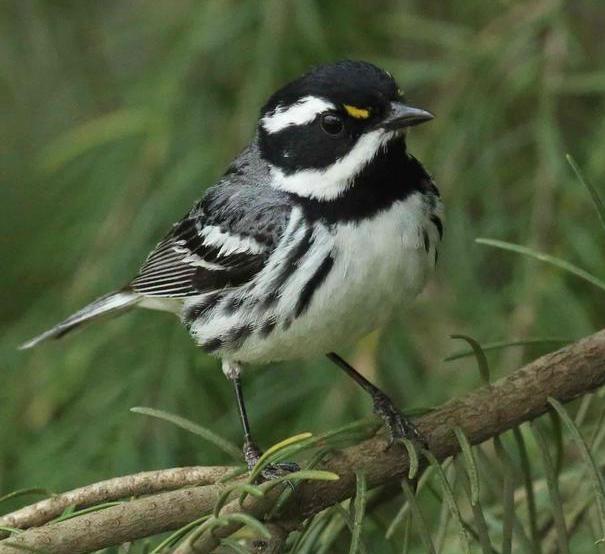 Black-throated gray warbler