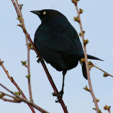 Brewer's Blackbird