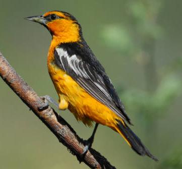 Bullock's Oriole 