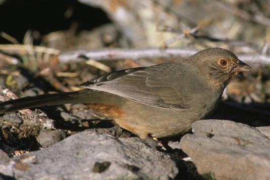 California Towhee