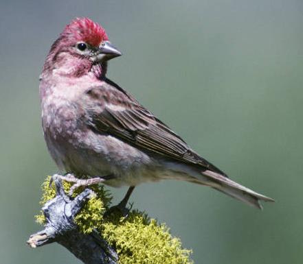 Cassin's Finch