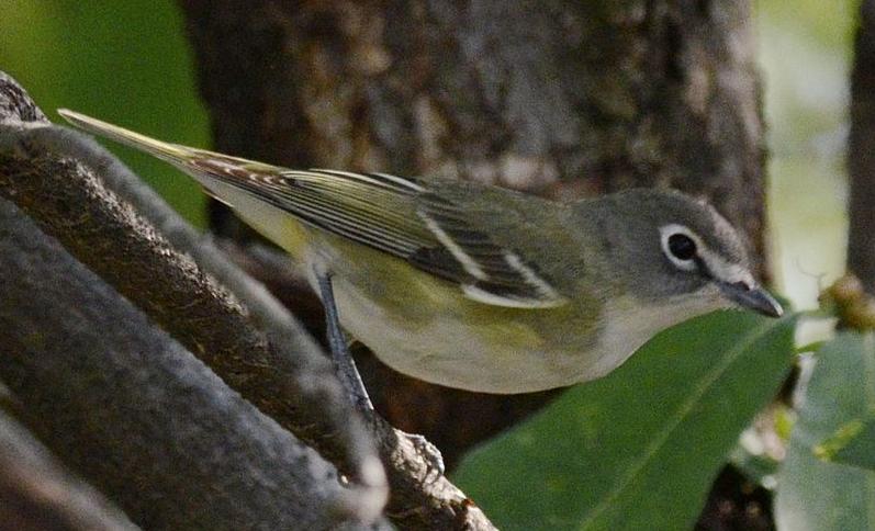 Cassin's vireo