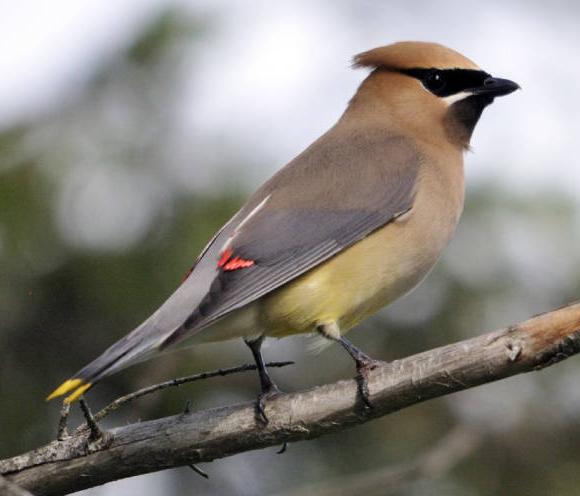 Cedar Waxwing