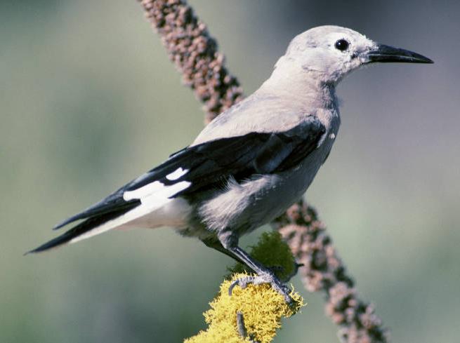 Clark's Nutcracker