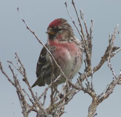 Common Redpoll