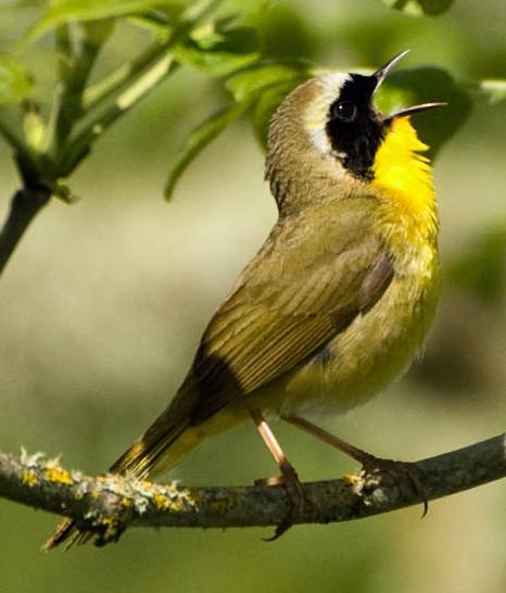 Common Yellowthroat