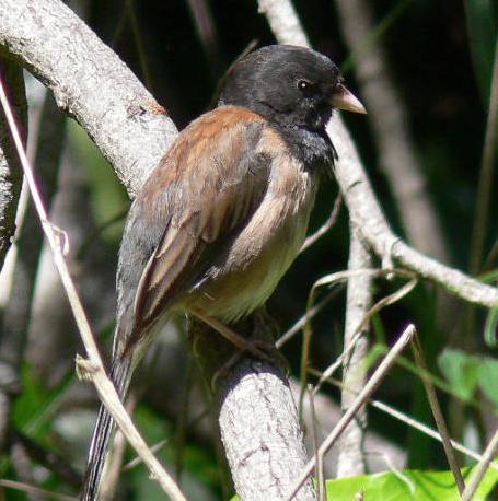 Dark-eyed Junco