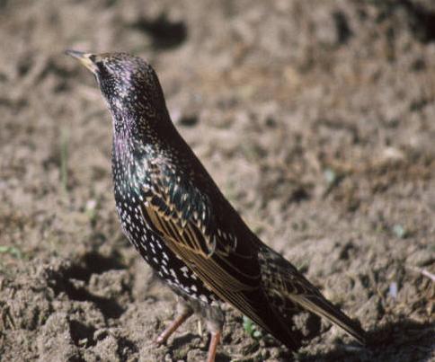 European Starling