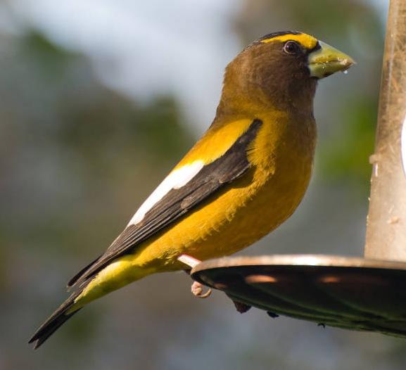 Evening Grosbeak