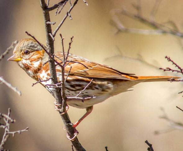 Fox Sparrow