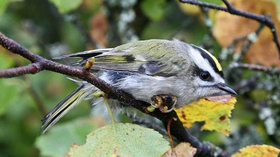 golden-crowned kinglet