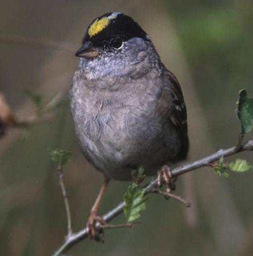 Golden-crowned Sparrow