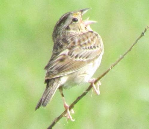 Grasshopper Sparrow