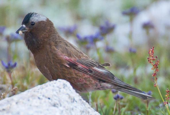 Gray-crowned Rosy-Finch