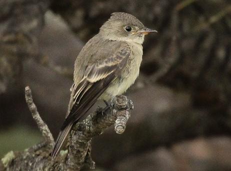 Hammond's Flycatcher