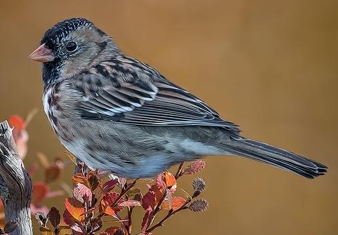 Harris's Sparrow