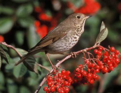 Hermit Thrush