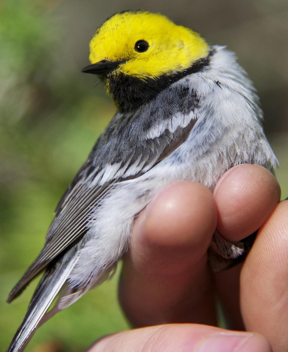 hermit warbler