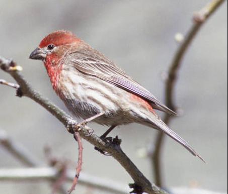 House Finch