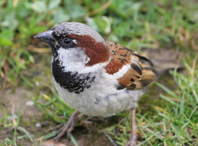 House Sparrow